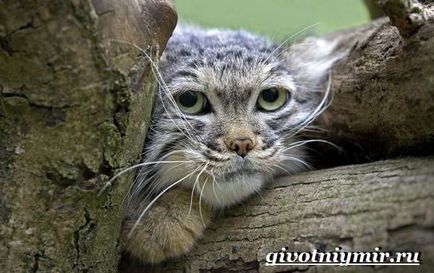 Manul și caracteristicile sale, fauna