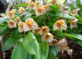 Masdevallia orchidea otthoni gondozást