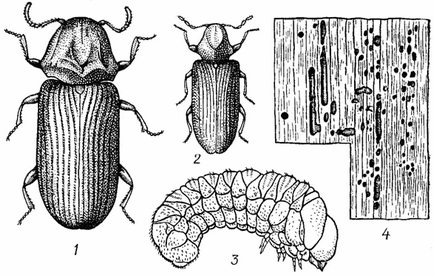 Меблевий точильник (anobium punctatum deg