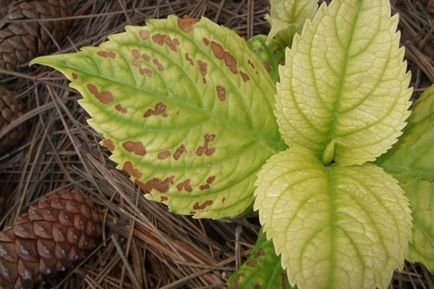 Hortenzia paniculata Fanton leírás, telepítési és karbantartási, szorzás