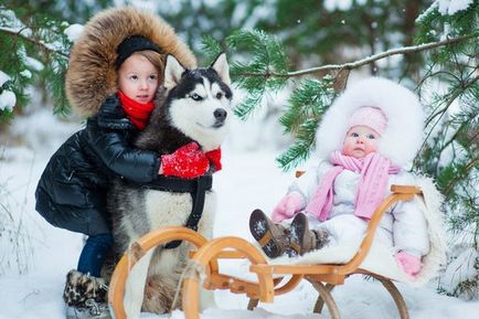 Ми починаємо катання на собачих упряжках -хаскі!