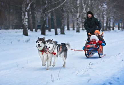 Ми починаємо катання на собачих упряжках -хаскі!