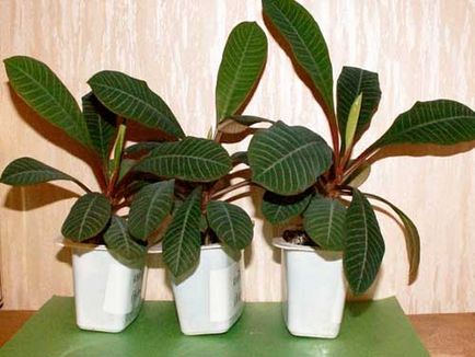 Euphorbia cameră de îngrijire la domiciliu