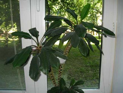 Euphorbia cameră de îngrijire la domiciliu