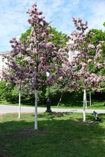 Kremlin Kremlin Tainitsky Garden și noul parc din mai