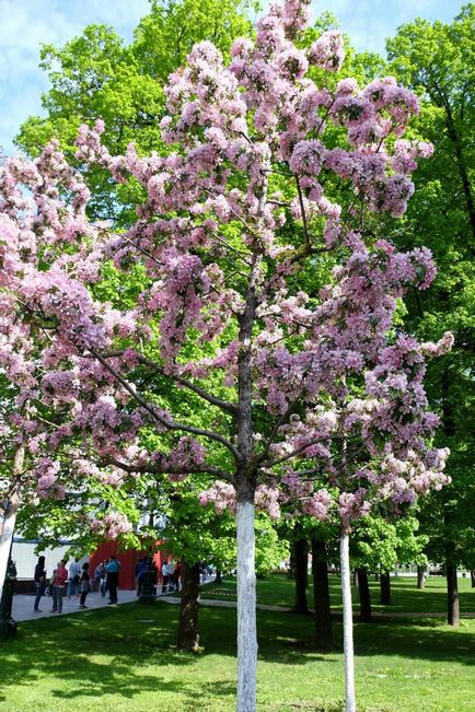 Kremlin Kremlin Tainitsky Garden și noul parc din mai