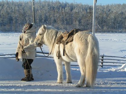 Волохаті якутські коні