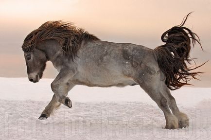 Волохаті якутські коні