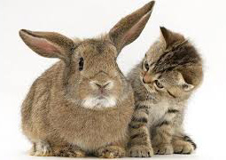 Poate o pisica ataca un iepure - important despre iepuri decorative - iepuri decorative - articole