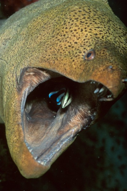 Мурена - одна з найцікавіших і суперечливих риб це цікаво!
