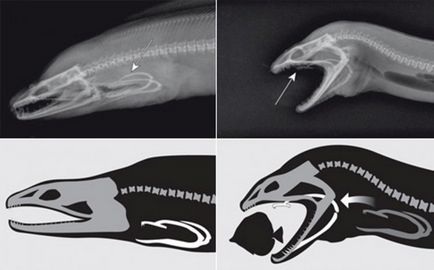 Murena - unul dintre cele mai interesante și controversate pești este interesant!