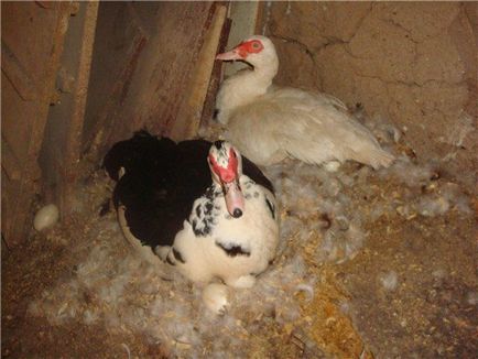 Мускусні качки в домашніх умовах (індоуткі) розведення, вирощування