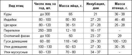 Мускусні качки в домашніх умовах (індоуткі) розведення, вирощування