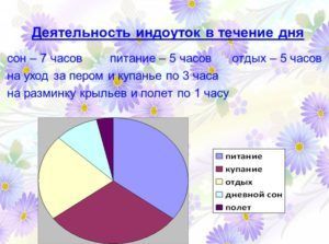 Мускусні качки в домашніх умовах (індоуткі) розведення, вирощування