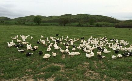 Rahi de mosc la domiciliu (indoutki), în creștere, în creștere