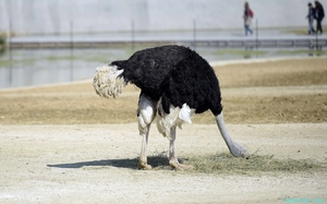На чому грунтуються міфи про те, чому страус ховає голову в пісок
