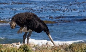 На чому грунтуються міфи про те, чому страус ховає голову в пісок