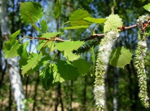 Medicină tradițională - Aspen vulgaris (populus tremula)