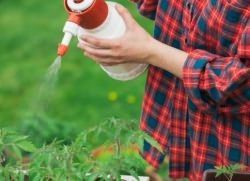 Remedii populare pentru tomate decât hrăni răsaduri, tufișuri pentru adulți, rețete pentru boli, fotografii,