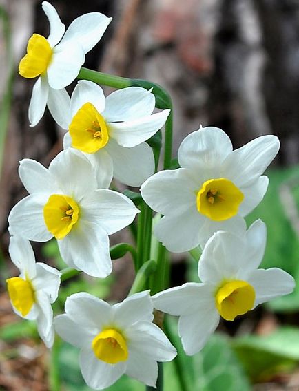 Narcissus (25 imagini) narcise - plantare și îngrijire în teren deschis