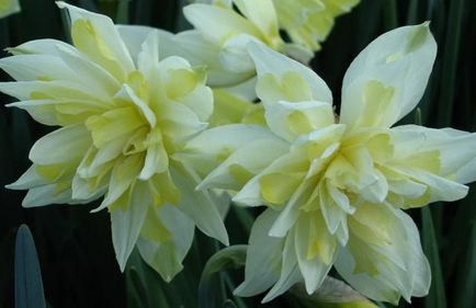 Narcissus (25 imagini) narcise - plantare și îngrijire în teren deschis