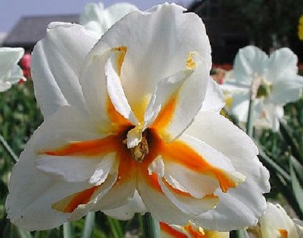 Narcissus (25 imagini) narcise - plantare și îngrijire în teren deschis