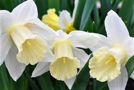 Narcissus (25 imagini) narcise - plantare și îngrijire în teren deschis