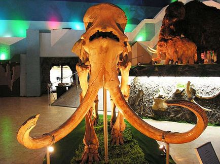 ENEA zárva egy egyedülálló múzeuma mamutok - Moszkva