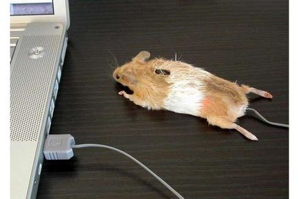 Незвичайні і креативні комп'ютерні мишки, посидимо-поговоримо