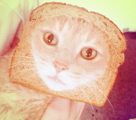 Новий прикол в інтернеті - перетворення котів в бутерброд