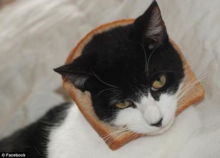 Новий прикол в інтернеті - перетворення котів в бутерброд