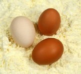 Echipamente pentru producerea de praf de ou și ce altceva trebuie să știți pentru a începe producția
