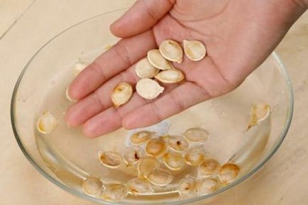 Tratarea semințelor de castraveți cu permanganat de potasiu