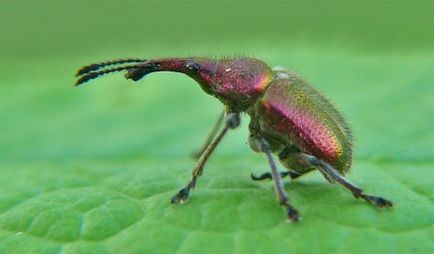 cseresznye feldolgozás a kártevők cseresznye légy, weevils, levéltetvek