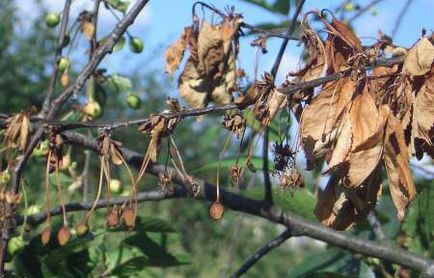 Обробка вишні від шкідників вишнева муха, довгоносики, попелиці
