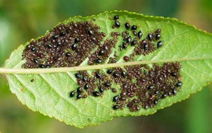 cseresznye feldolgozás a kártevők cseresznye légy, weevils, levéltetvek