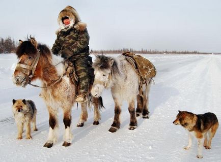 Ода якутської коні