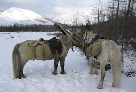 Ода якутської коні