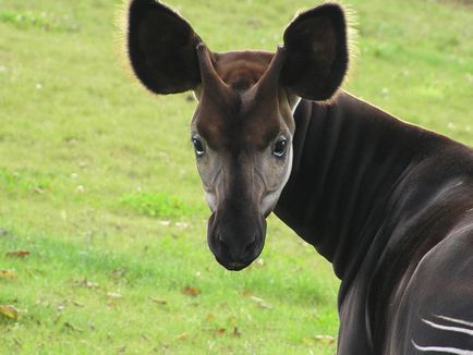 Okapi sau girafă de pădure video și fotografie okapi