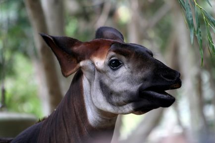 Okapi sau girafă de pădure video și fotografie okapi