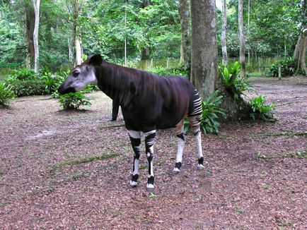 Okapi, vagy erdei zsiráf videók és fotók okapi