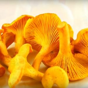 Омлет з грибами рецепт
