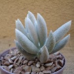 Opuntia - plantele mele de casa