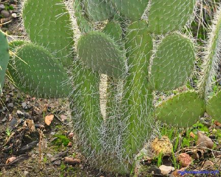 Opuntia - plantele mele de casa