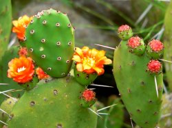 Opuntia fotografie de îngrijire la domiciliu, plantare, reproducere, boală