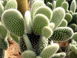 Opuntia fotografie de îngrijire la domiciliu, plantare, reproducere, boală