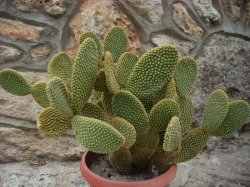 Opuntia fotografie de îngrijire la domiciliu, plantare, reproducere, boală