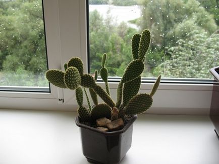 Opuntia îngrijire, cultivare, udare, plantare acasă