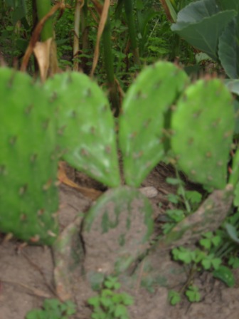 Opuntia îngrijire, cultivare, udare, plantare acasă