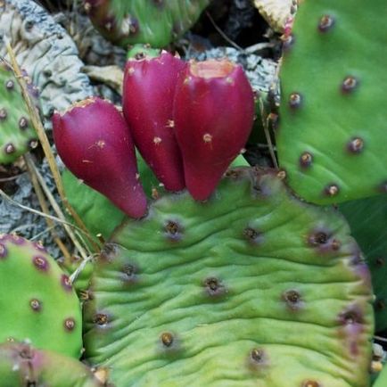 Opuntia îngrijire, cultivare, udare, plantare acasă